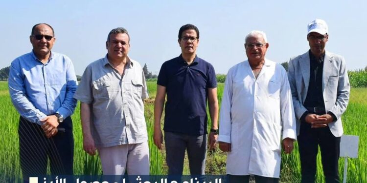 جامعة بنها تطلب تسجيل صنفين جديدين لـ محصول الأرز محصول الأرز