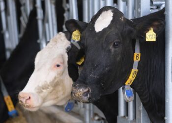 أبقار هواشي الصينية