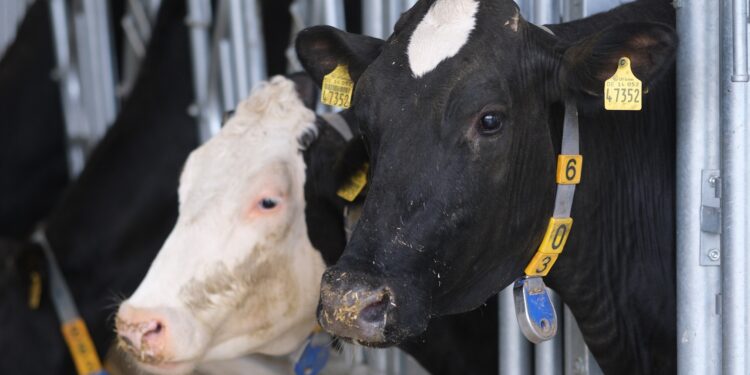 أبقار هواشي الصينية تبدأ غزو العالم من لاوس أبقار هواشي الصينية