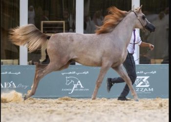 بطولة القصيم للخيل