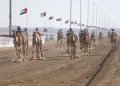 سباقات الهجن العربية الأصيلة