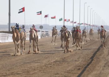سباقات الهجن العربية الأصيلة