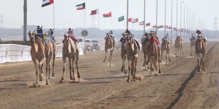 سباقات الهجن العربية الأصيلة.. انطلاق المهرجان الختامي السنوي الأربعاء المقبل سباقات الهجن العربية الأصيلة