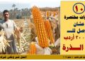 زراعة الذرة في مصر