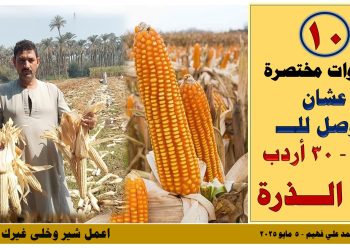زراعة الذرة في مصر