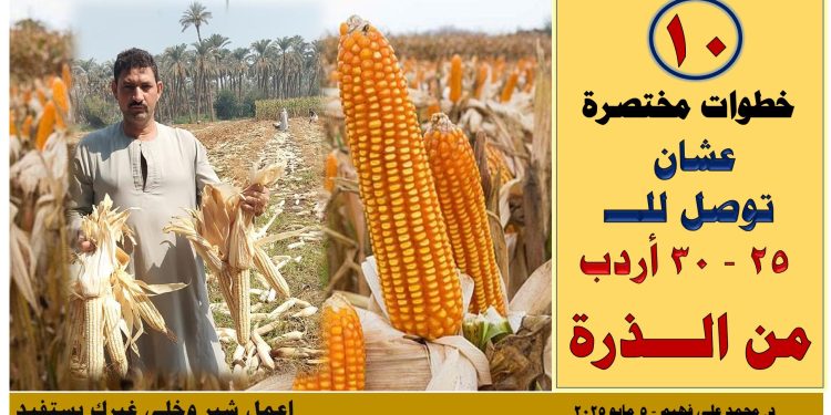 زراعة الذرة في مصر .. 10 نصائح لإنتاج 30 أردب للفدان زراعة الذرة في مصر