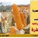 زراعة الذرة في مصر