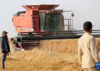 130 خبير صيني يساهمون في زراعة القمح في صحراء مصر