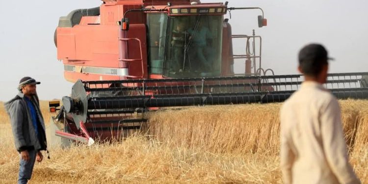 130 خبير صيني يساهمون في زراعة القمح في صحراء مصر 130 خبير صيني يساهمون في زراعة القمح في صحراء مصر