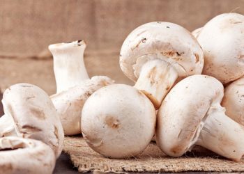 فوائد عيش الغراب