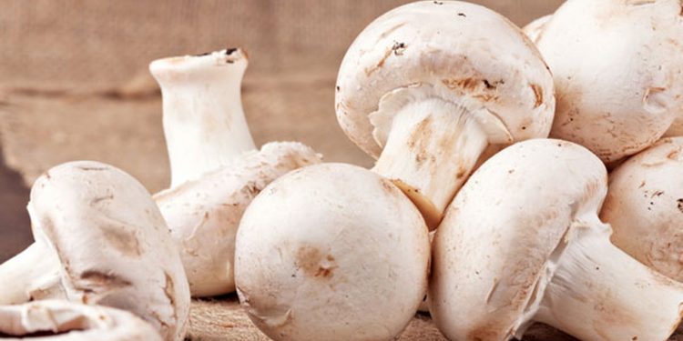 فوائد عيش الغراب الـ 12 أبرزها خفض سكر الدم وبروتين للاعبي كمال الأجسام فوائد عيش الغراب