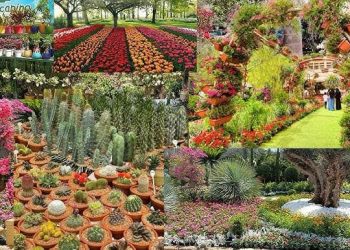 معرض زهور الربيع 2025