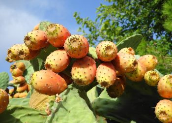 فوائد التين الشوكي