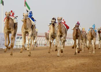 مهرجان العين للهجن