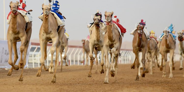 مهرجان العين للهجن