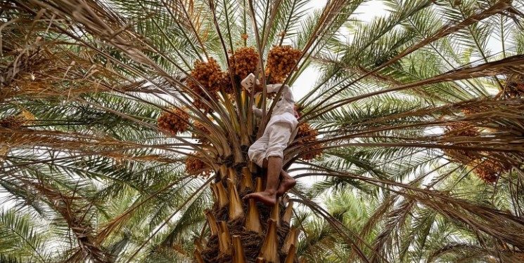الزراعة في العقيق .. 1600 مزرعة نخيل ترفد السوق بـ40 طنًّا سنويًّا العقيق