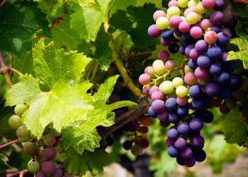 العنب الطازح