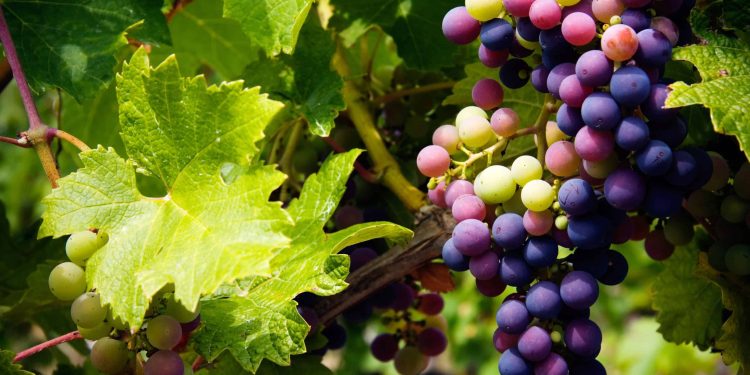 العنب الطازج يتربع على عرش الصادرات الزراعية .. هذه أبرز الحاصلات العنب الطازح