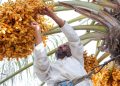 موسم جني بواكير التمور