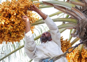 موسم جني بواكير التمور
