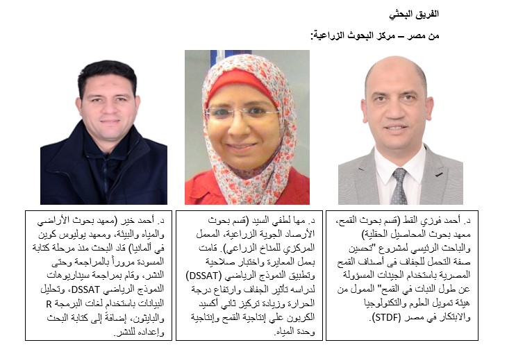 زيادة إنتاجية القمح 