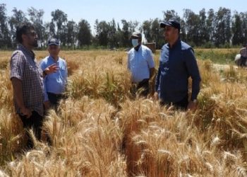 دراسة مصرية دولية تقدم حلولًا مبتكرة لزيادة إنتاجية القمح زيادة إنتاجية القمح
