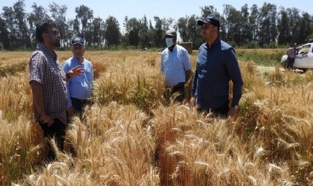دراسة مصرية دولية تقدم حلولًا مبتكرة لزيادة إنتاجية القمح زيادة إنتاجية القمح