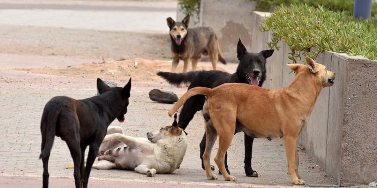 الكلاب الضالة .. تدخل حكومي عاجل لحمايتها الكلاب الضالة