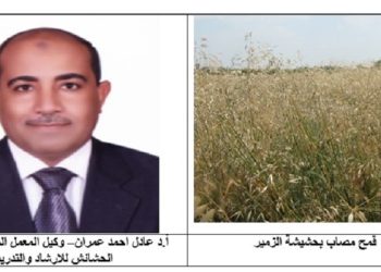 مكافحة حشيشة الزمير في القمح .. د. عادل عمران يوضح الخطة المتكاملة مكافحة حشيشة الزمير في القمح