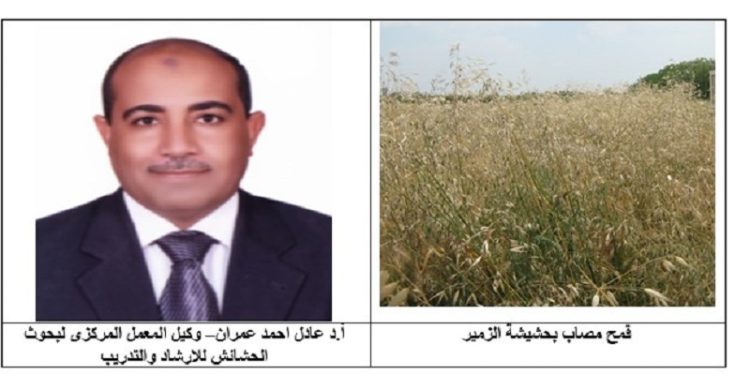 مكافحة حشيشة الزمير في القمح