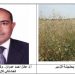 مكافحة حشيشة الزمير في القمح .. د. عادل عمران يوضح الخطة المتكاملة مكافحة حشيشة الزمير في القمح