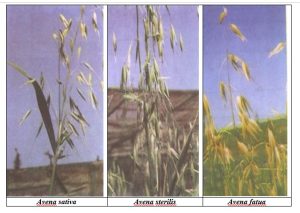 مكافحة حشيشة الزمير في القمح .. د. عادل عمران يوضح الخطة المتكاملة