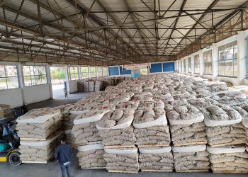 أسعار تقاوي البطاطس 2026