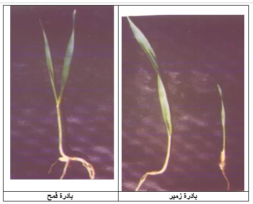 مكافحة حشيشة الزمير في القمح .. د. عادل عمران يوضح الخطة المتكاملة