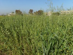 مكافحة حشيشة الزمير في القمح