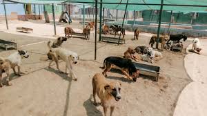 شلتر الكلاب الضالة القاهرة 2025 .. هذا مكانه وخدماته شلتر الكلاب الضالة القاهرة