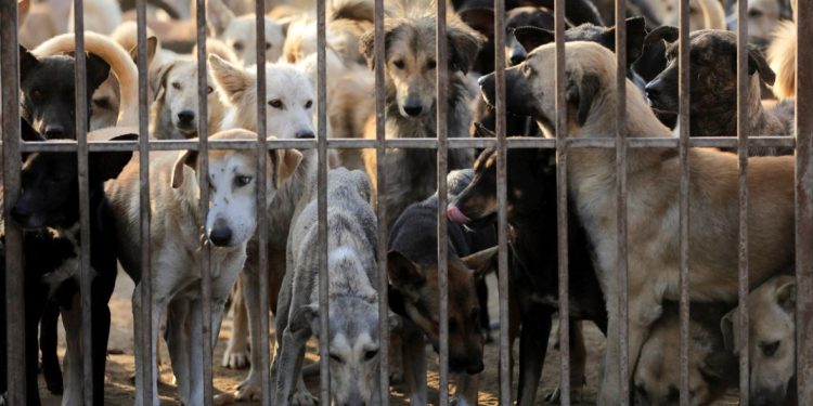 شلتر الكلاب الضالة القاهرة 2025 .. هذا مكانه وخدماته شلتر الكلاب الضالة القاهرة