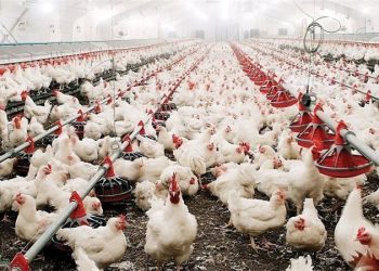 الفراخ السردة