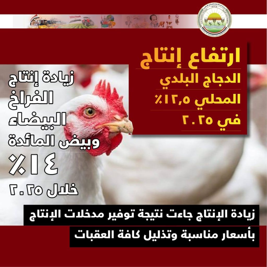 أسعار الكتاكيت