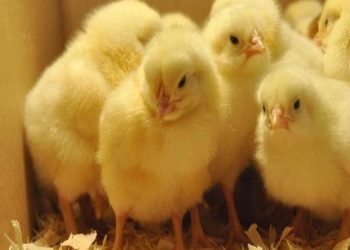 أسعار الكتاكيت 2026 .. الزراعة تكشف الأسباب الحقيقية لارتفاعها أسعار الكتاكيت