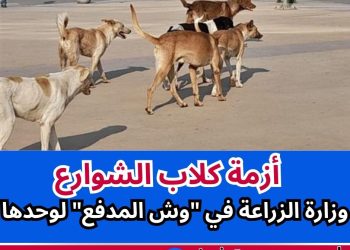 كلاب الشوارع