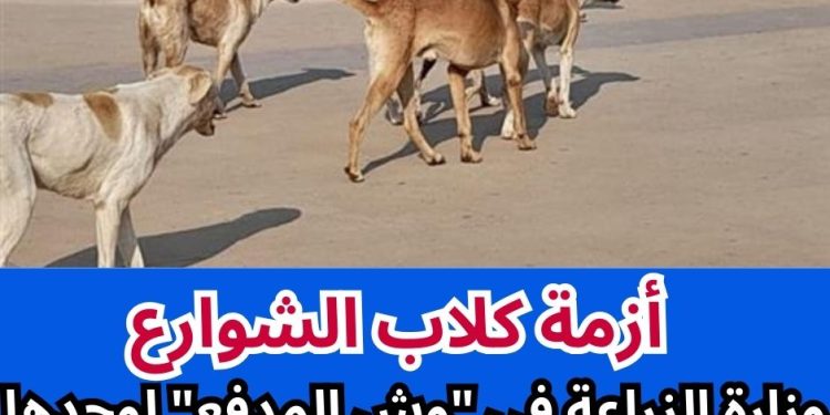 كلاب الشوارع